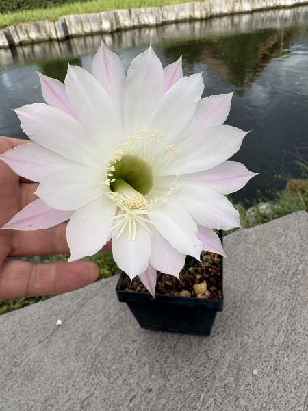 Echinopsis hybr. lila